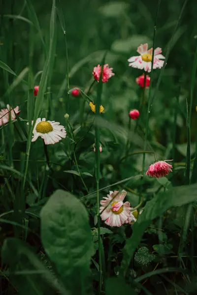 Квіти Полі Траві — стокове фото