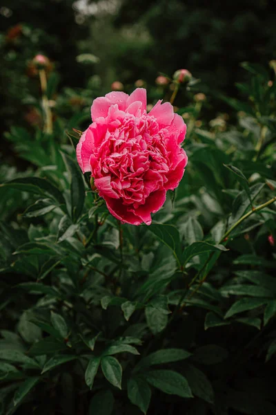 Зелений Кущ Рожевими Півоніями Саду — стокове фото