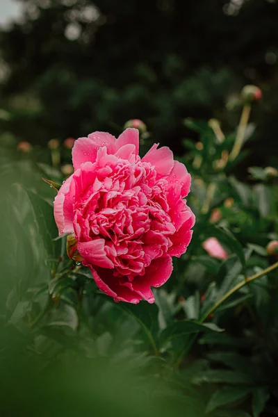 Cespuglio Verde Con Peonie Rosa Giardino — Foto Stock