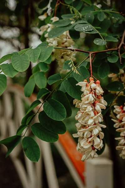 Kwitnąca Robinia Drzewie Wiosną — Zdjęcie stockowe