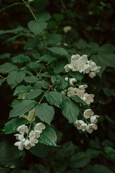 Flores Jasmim Com Gotas Chuva — Fotografia de Stock