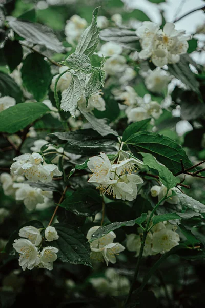Жасминовые Цветы Каплями Дождя — стоковое фото