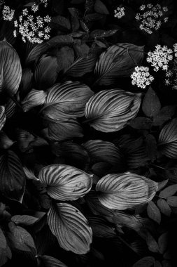 hosta siyah beyaz gider