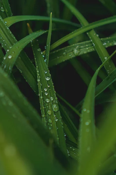 Folhas Verdes Com Gotas Chuva — Fotografia de Stock