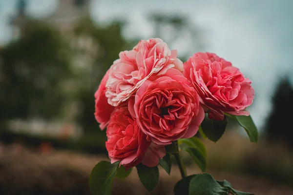 Rose Spray Rosa Giardino — Foto Stock