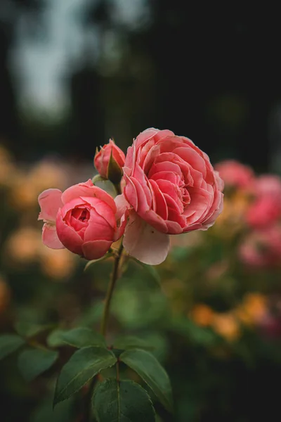 Rose Spray Rosa Giardino — Foto Stock