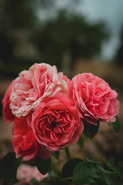 Rosas Spray Rosa Jardín —  Fotos de Stock