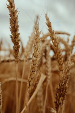 Yaz tarlasında buğday kulakları