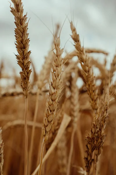 Yaz tarlasında buğday kulakları