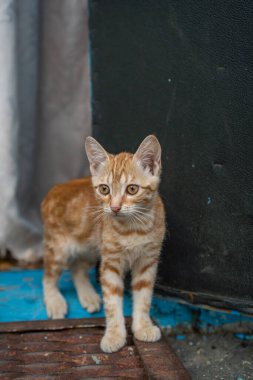 Bahçede oturan kızıl evsiz kedi yavrusu