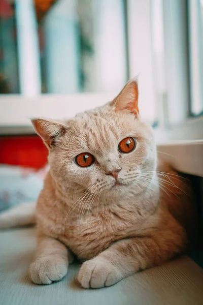 Βρετανική Φυλή Γάτα Του Ανοιχτού Χρώματος Κάθεται Στο Παράθυρο — Φωτογραφία Αρχείου