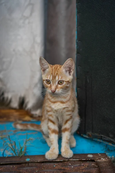 Gengibre Sem Teto Gatinho Sentado Jardim — Fotografia de Stock