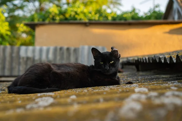 Черная Кошка Лежит Крыше — стоковое фото