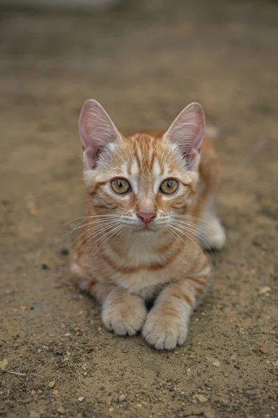 庭に座っている生姜ホームレスの子猫 — ストック写真