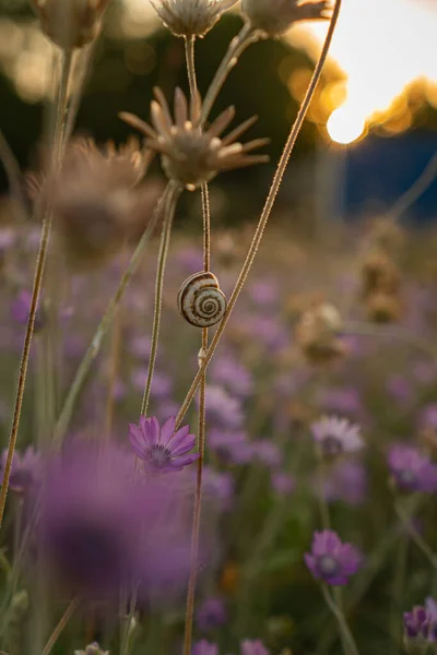 Flowers Field Sunset — Stock Photo, Image