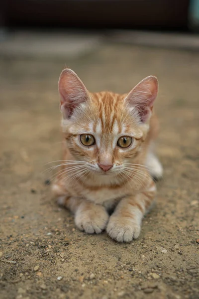 庭に座っている生姜ホームレスの子猫 — ストック写真