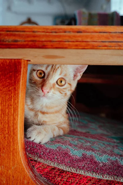 Pequeño Jengibre Doméstico Gatito Con Marrón Ojos —  Fotos de Stock