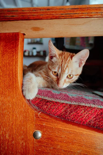 茶色の目をした小さな生姜国内子猫 — ストック写真