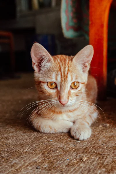 Pequeno Gengibre Doméstico Gatinho Com Olhos Castanhos — Fotografia de Stock
