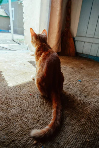 Kahverengi Gözlü Küçük Kızıl Evcil Kedi Yavrusu — Stok fotoğraf