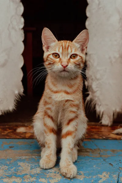 Pequeno Gengibre Doméstico Gatinho Com Olhos Castanhos — Fotografia de Stock