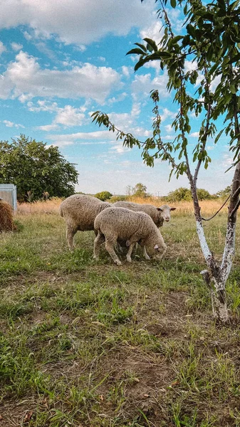 Ovejas Pastan Pasto — Foto de Stock