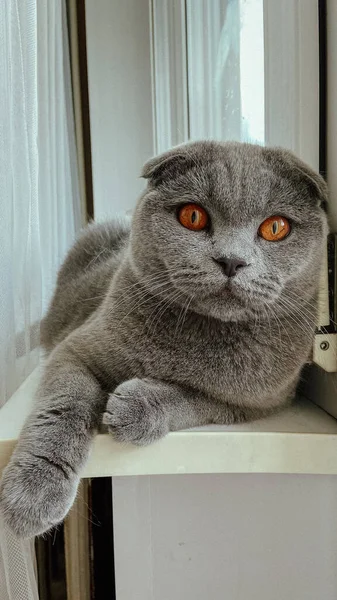 British Gray Cat Lies Window — 스톡 사진