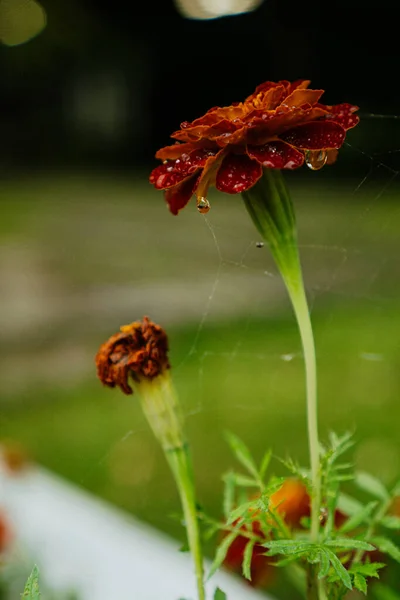 Raindrops Flower Summer Garden — Stock Photo, Image