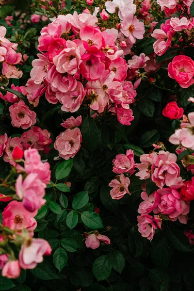 Rosas Jardín Parque Macizo Flores —  Fotos de Stock