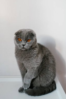 Beyaz bir duvarın önünde oturan İngiliz gri kedisi