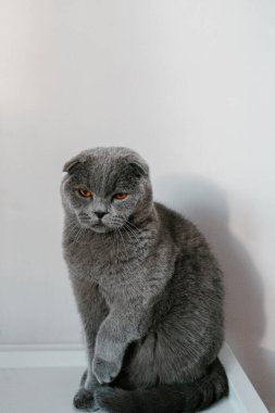Beyaz bir duvarın önünde oturan İngiliz gri kedisi