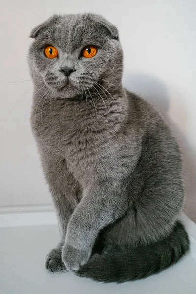 British Fold Gray Cat Sitting Front White Wall — Stock Photo, Image