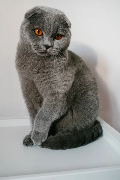 Britânico Dobra Cinza Gato Sentado Frente Uma Parede Branca — Fotografia de Stock