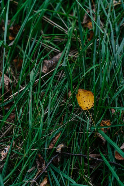 Hojas Amarillas Verdes Árbol Otoño — Foto de Stock