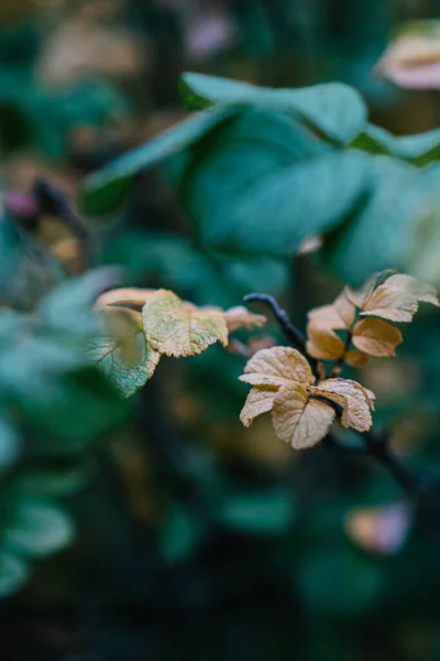 Foglie Gialle Verdi Sull Albero Autunno — Foto Stock