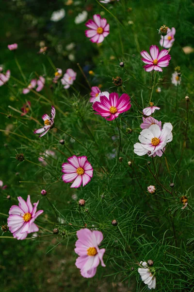 Flores Del Cosmos Rosa Parque — Foto de Stock