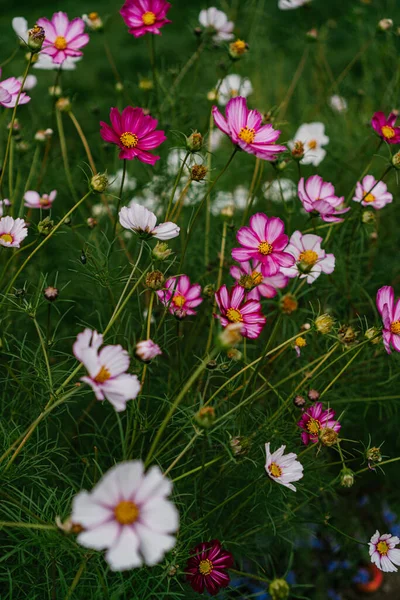 Flores Del Cosmos Rosa Parque — Foto de Stock