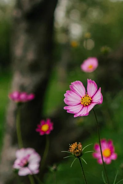 Cosmo Rosa Fiori Nel Parco — Foto Stock