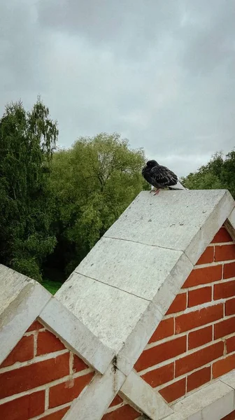 Pombo Sentado Uma Cerca Tijolo — Fotografia de Stock