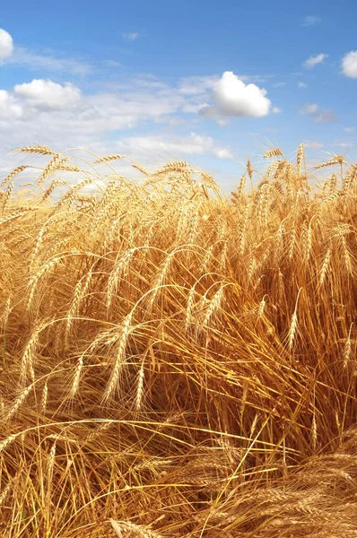 Ripe ears of rye are against a blue sky in the summer field
