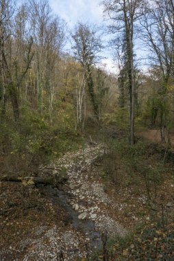 - Rusya. Krasnodar bölgesi. Gebius şelalesi yakınlarındaki sonbahar ormanı.  
