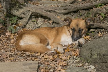 Sonbahar ormanındaki köpek..