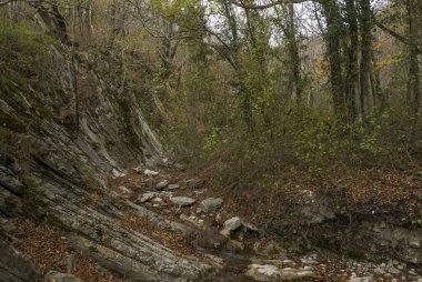 - Rusya. Krasnodar bölgesi. Sonbahar ormanı ve Gebius şelalelerinin yakınındaki kayalar.