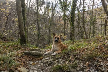Sonbahar ormanındaki köpek..
