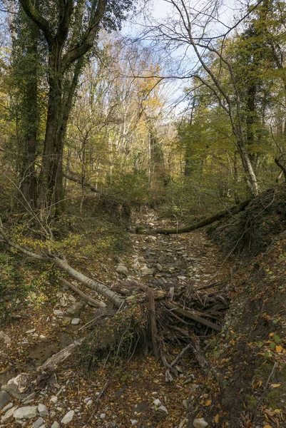 Rusya Krasnodar Bölgesi Gebius Şelalesi Yakınlarındaki Sonbahar Ormanı — Stok fotoğraf
