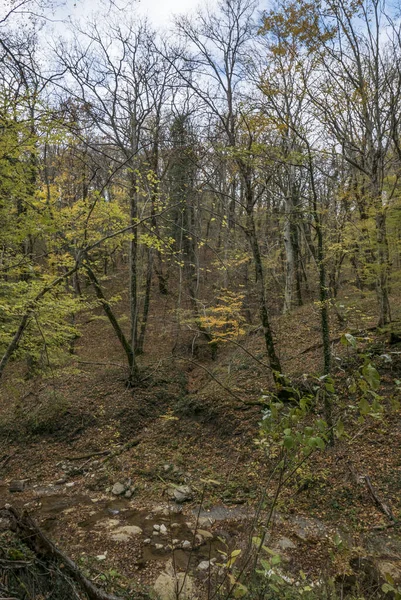 Russland Region Krasnodar Herbstwald Der Nähe Der Gebius Wasserfälle — Stockfoto