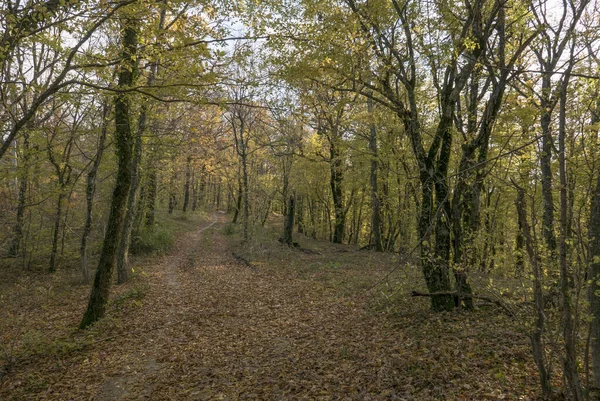 Forêt Automne Près Des Cascades Gebiusskiye — Photo