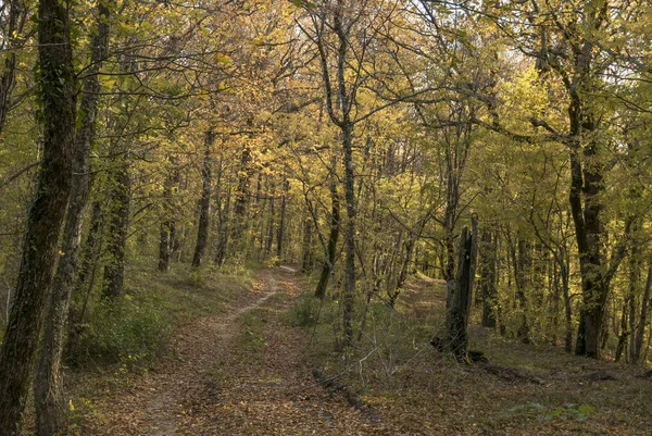 Foresta Autunnale Vicino Alle Cascate Gebiusskiye — Foto Stock