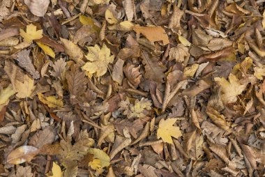    Sonbahar. Sarı ve dökülen yapraklar.