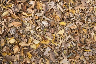    Sonbahar. Sarı ve dökülen yapraklar.